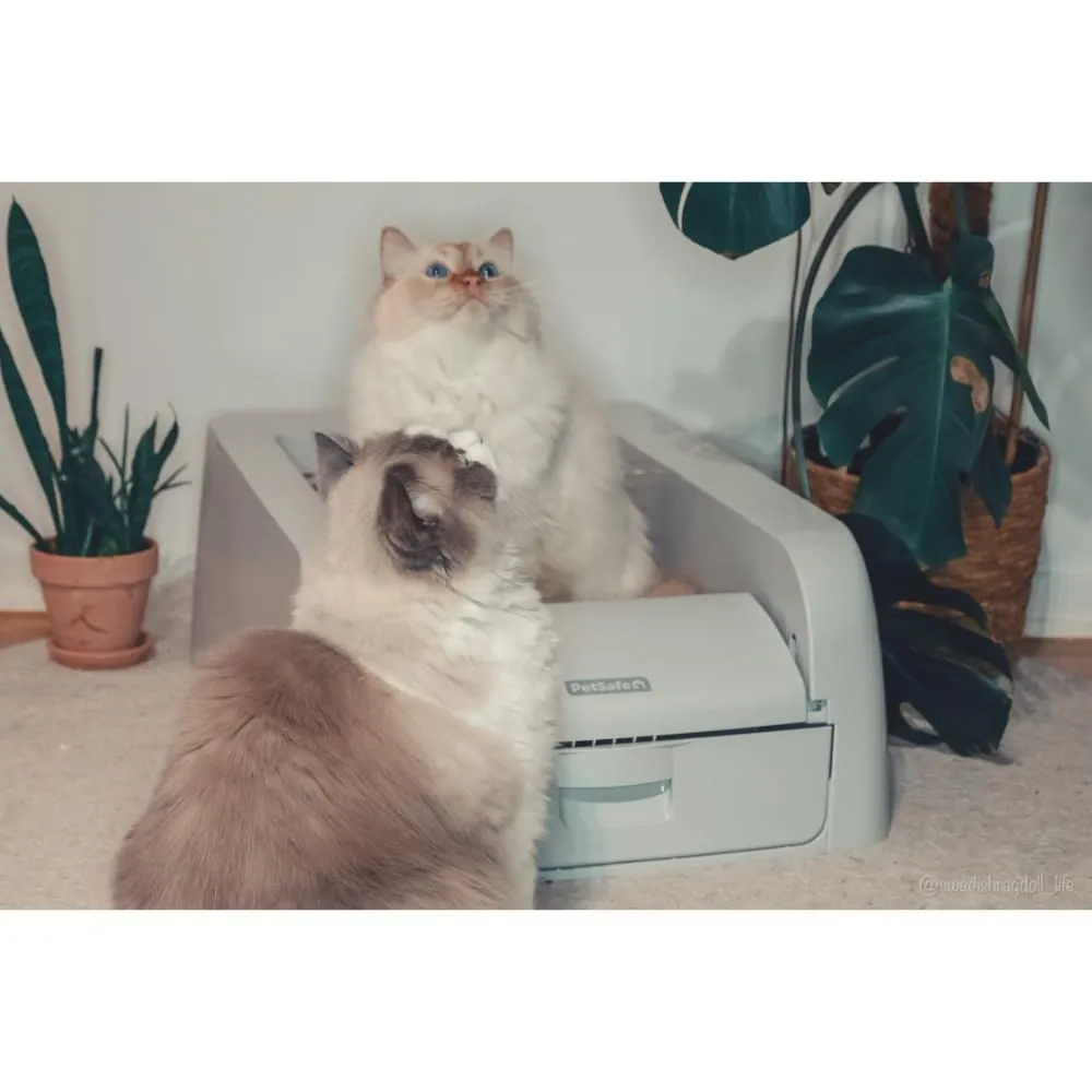 Petsafe ScoopFree Auto Clumping Litterbox Kattetoilet PAL10-17992